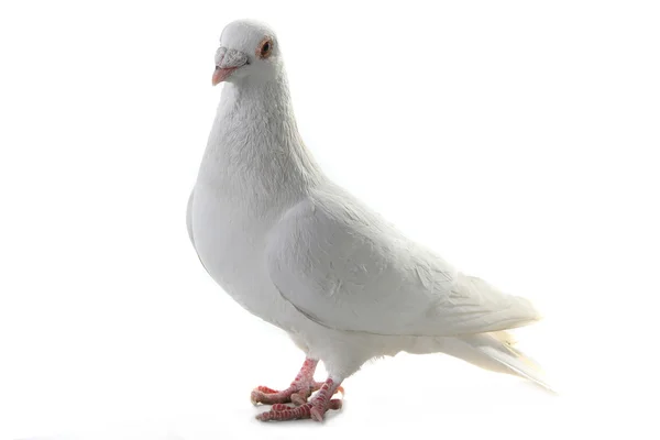 Pombo-símbolo branco da paz — Fotografia de Stock