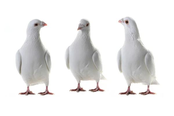 Trois pigeons blancs isolés sur un blanc — Photo