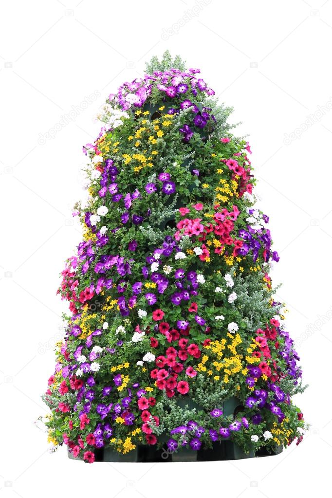 flowering petunia in pots