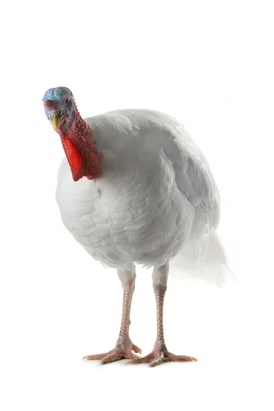 White domestic turkey — Stock Photo, Image