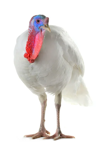 White domestic turkey — Stock Photo, Image