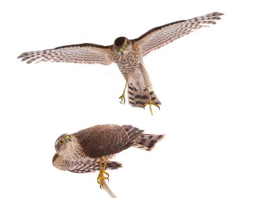 beyaz bir arka plan üzerinde izole uçuş Falcon