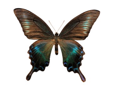 Kelebek Papilio biyolojisi beyaz arka planda izole edildi