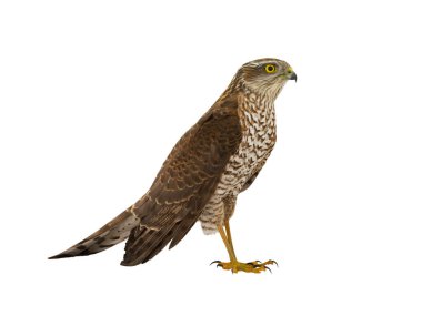 Atmaca (accipiter nisus) beyaz arkaplanda izole edildi