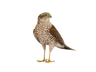 Atmaca (accipiter nisus) beyaz arkaplanda izole edildi