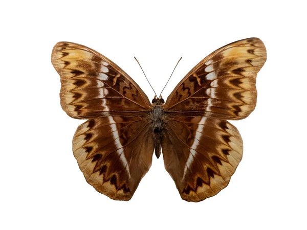 cymolhoc herminia beyaz arkaplanda izole edildi