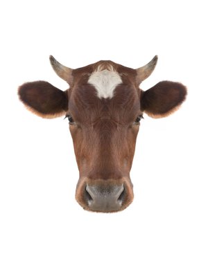 Beyaz arka plan üzerinde izole portre inek