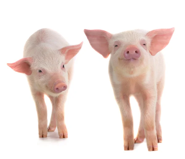 Twee kleine varkens — Stockfoto