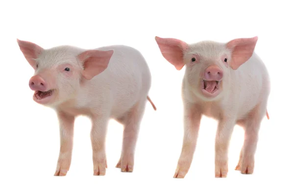 Zwei kleine Schweine — Stockfoto