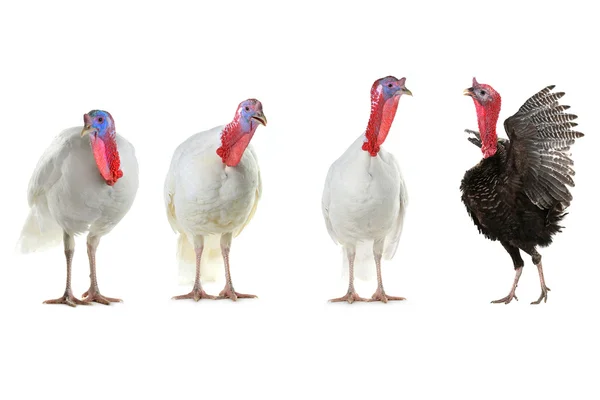 Turkeys   isolated on a white — Stock Photo, Image