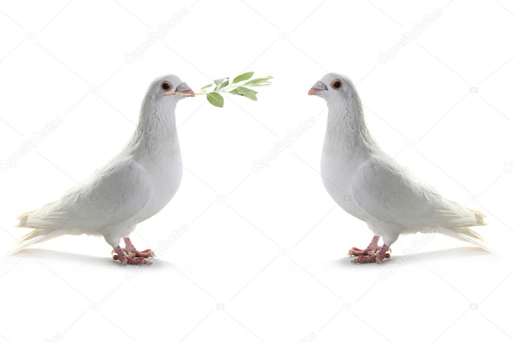 Two  white pigeon isolated on a white
