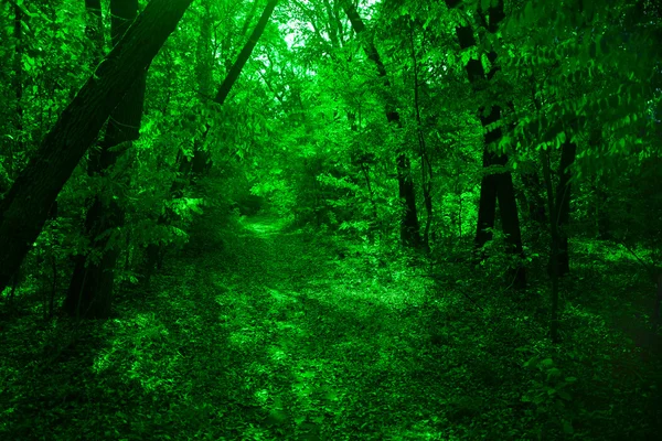 A green wood — Stock Photo, Image