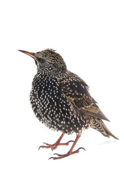 Starling (Sturnus vulgaris)