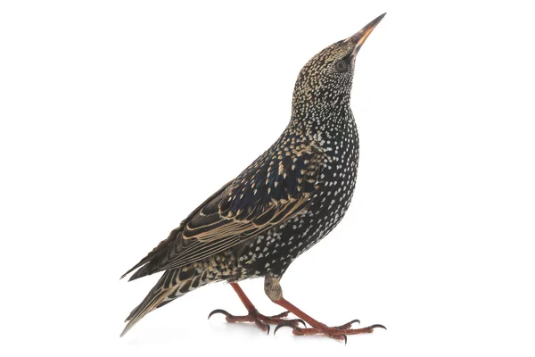 Старлинг (Sturnus vulgaris ) — стоковое фото