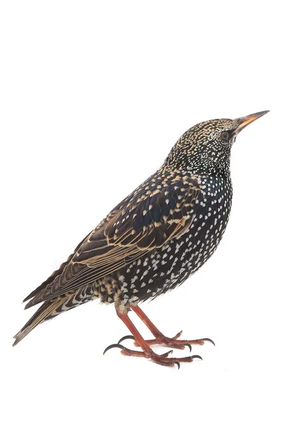 Seregélyfélék (sturnus vulgaris) — Stock Fotó