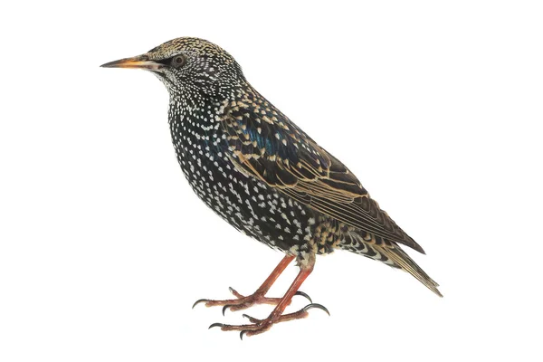 Seregélyfélék (sturnus vulgaris) — Stock Fotó