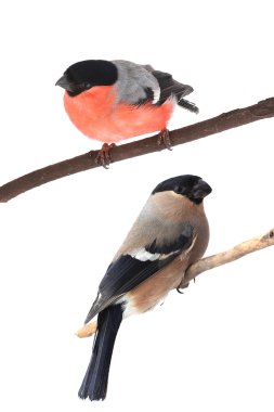 dallarda oturan bullfinches