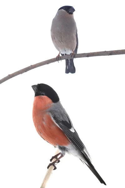 나뭇가지에 앉아 bullfinches — 스톡 사진