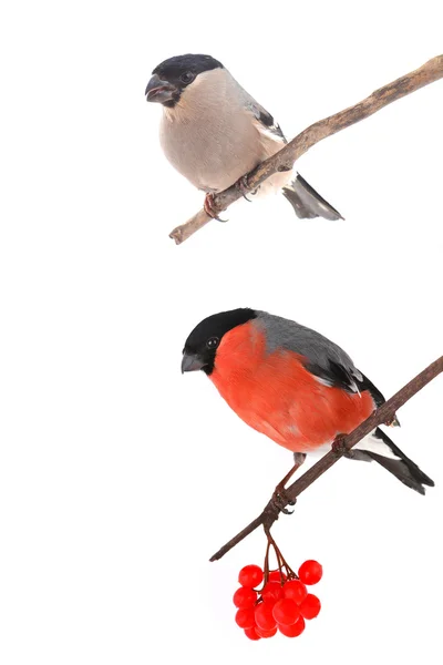 Due bullfinch isolati su un bianco — Foto Stock