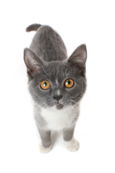 Cute british kitten — Stock Photo, Image