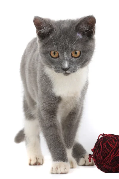 Gris y blanco británico gatito — Foto de Stock