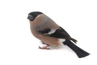 bir kahverengi şakrak kuşu