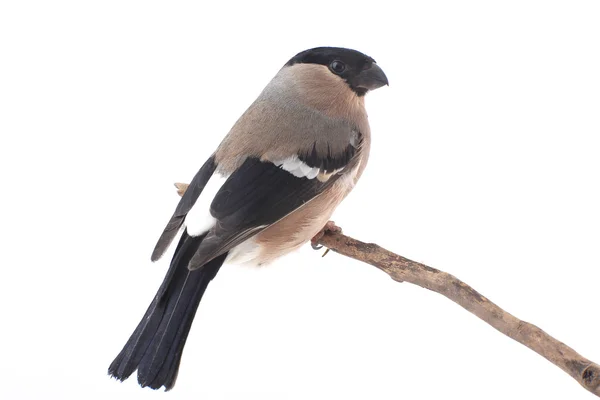 Bullfinch sedí na větvi — Stock fotografie