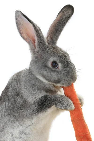 Coelho cinzento com cenoura — Fotografia de Stock