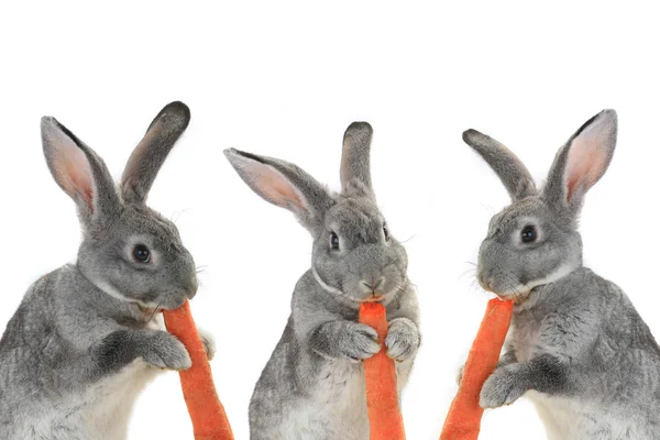 Coelhos cinzentos com cenouras — Fotografia de Stock