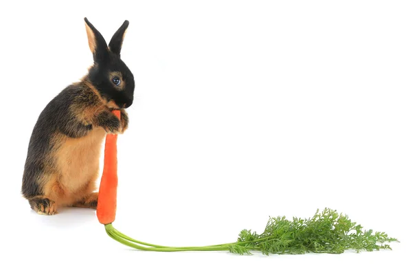 Coniglio marrone con carota — Foto Stock