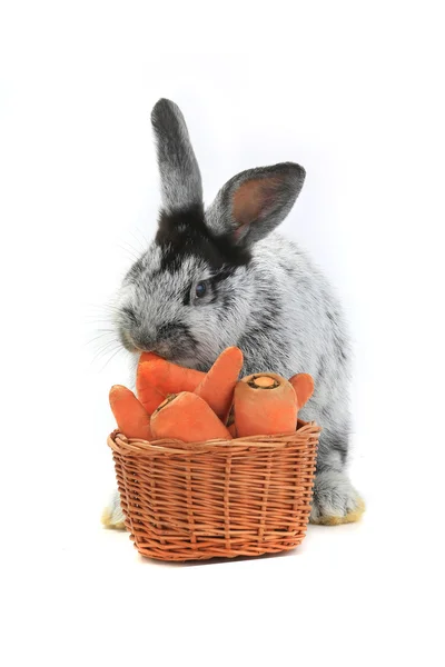 Conejo con una cesta de zanahoria —  Fotos de Stock