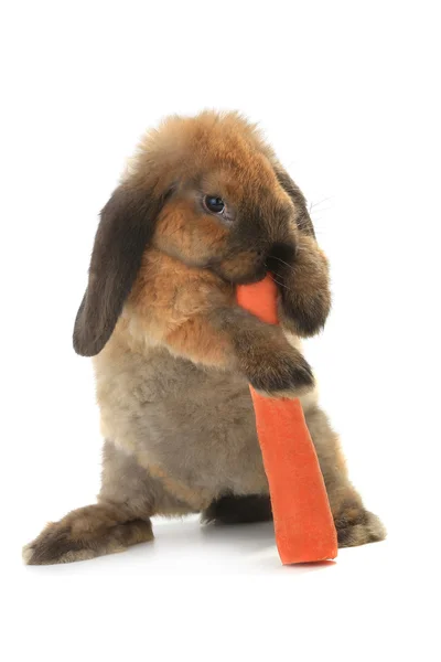 Brown rabbit with carrot — Stock Photo, Image