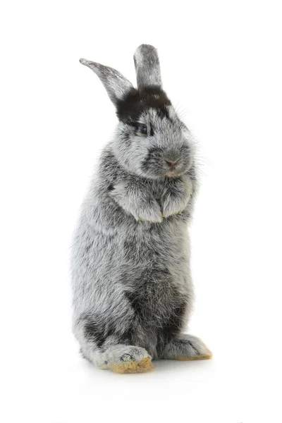 Mignon lapin gris — Photo