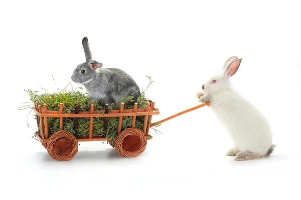 Zwei Kaninchen mit Gras im Wagen — Stockfoto