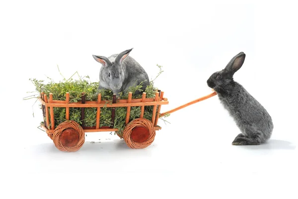 长满草的购物车中的两只兔子 — 图库照片
