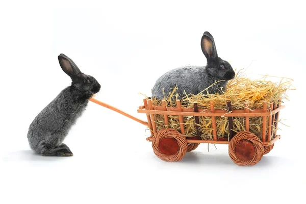 Två kaniner med hö i kundvagnen — Stockfoto