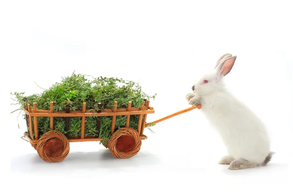 Weißes Kaninchen mit Gras im Wagen — Stockfoto