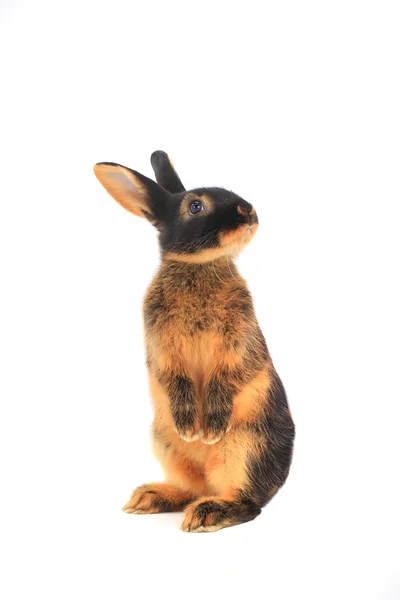 De pie conejo marrón — Foto de Stock