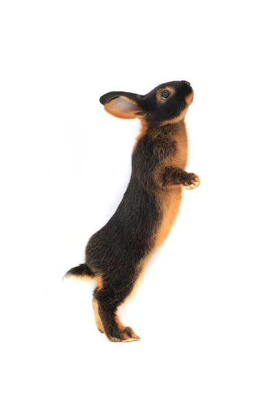 Standing brown  rabbit — Stock Photo, Image