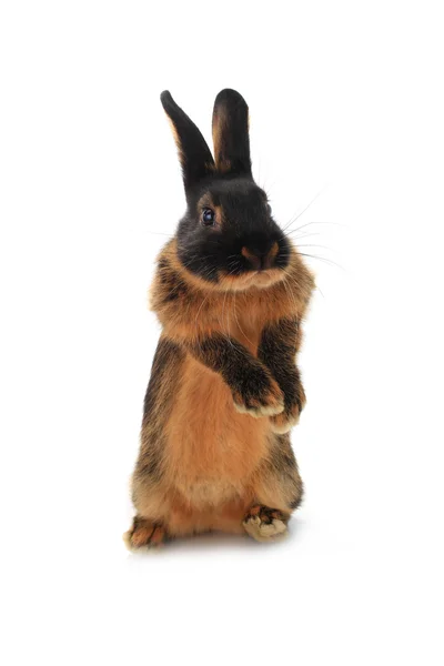 Staande bruin konijn — Stockfoto