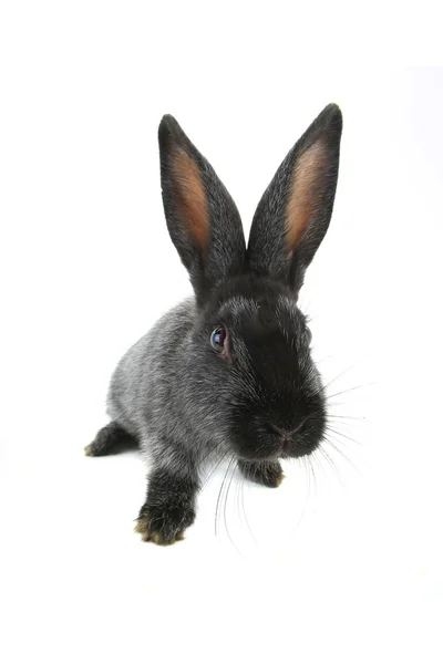 Grey domestic rabbit — Stock Photo, Image