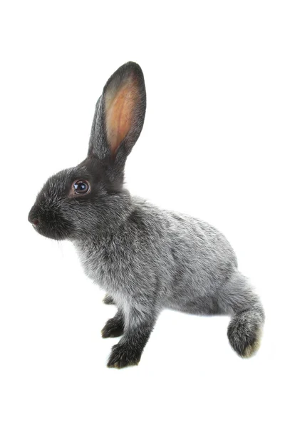 Grey domestic rabbit — Stock Photo, Image