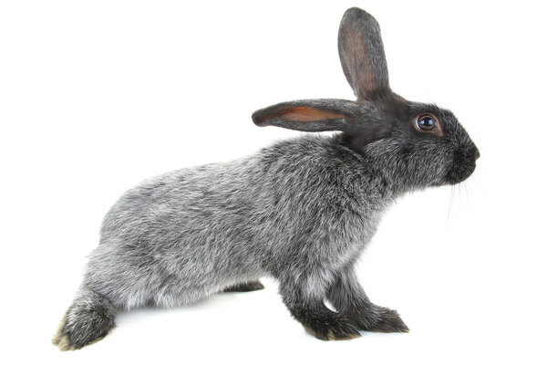grey domestic rabbit