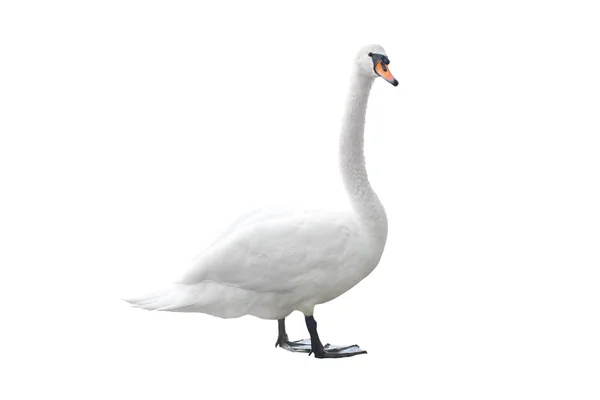 Un cisne blanco — Foto de Stock