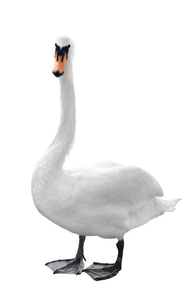 Un cisne blanco — Foto de Stock