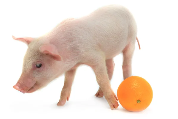 Petit cochon à l'orange — Photo