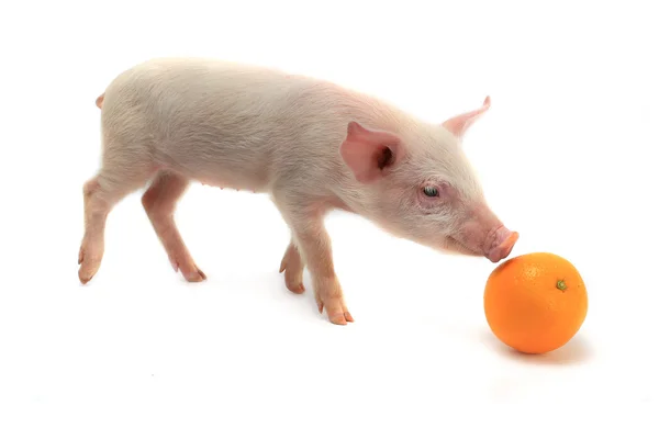 Маленька свиня з апельсином — стокове фото