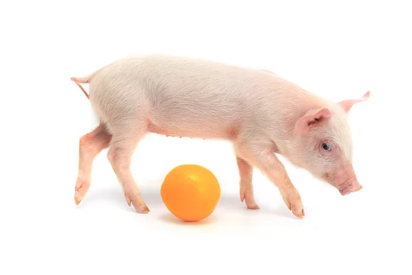 Маленькая свинья с апельсином — стоковое фото