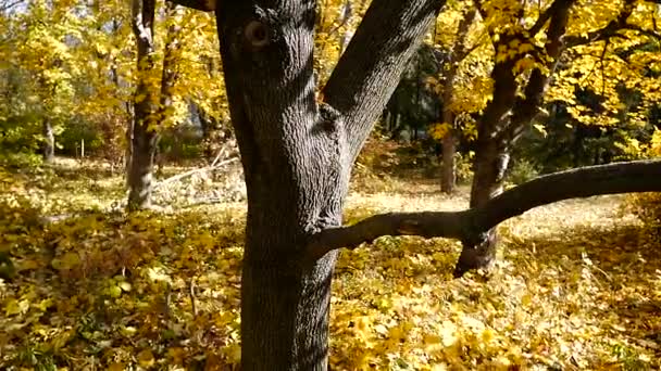 Fogliame giallo su un albero — Video Stock