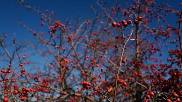 Frutti rossi di un biancospino — Video Stock